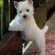West Highland White Terrier Puppies for sale in Richmond, VA, USA. price: $400