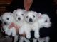 West Highland White Terrier Puppies for sale in Portland, OR, USA. price: NA