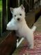 West Highland White Terrier Puppies for sale in Lexington, KY, USA. price: $400