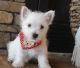 West Highland White Terrier Puppies for sale in Denver, CO, USA. price: $400