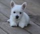West Highland White Terrier Puppies for sale in Elliottville, KY 40317, USA. price: $500