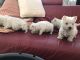 West Highland White Terrier Puppies for sale in Mapaville, MO 63050, USA. price: $400
