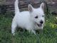 West Highland White Terrier Puppies for sale in Bethesda, MD, USA. price: NA