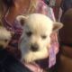 West Highland White Terrier Puppies for sale in Dundas, IL 62425, USA. price: NA
