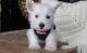 West Highland White Terrier Puppies for sale in Macomb, MI 48042, USA. price: $500