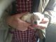 West Highland White Terrier Puppies for sale in Dundas, IL 62425, USA. price: $500