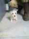 West Highland White Terrier Puppies for sale in LaGrange, IN 46761, USA. price: $800
