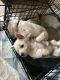 West Highland White Terrier Puppies for sale in Cedar Ln, Little Deer Isle, ME 04650, USA. price: $1,250