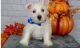 West Highland White Terrier Puppies for sale in Albuquerque, NM 87125, USA. price: $500