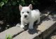 West Highland White Terrier Puppies for sale in Menomonie, WI 54751, USA. price: $500
