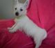 West Highland White Terrier Puppies for sale in Tinley Park, IL, USA. price: NA