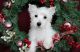 West Highland White Terrier Puppies for sale in Springfield, MA 01119, USA. price: $600