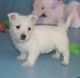 West Highland White Terrier Puppies for sale in Garden City, ID, USA. price: NA