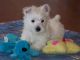 West Highland White Terrier Puppies for sale in Norwich, CT, USA. price: $650