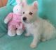 West Highland White Terrier Puppies for sale in Poland, ME 04274, USA. price: NA