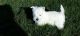 West Highland White Terrier Puppies for sale in Louisville, KY, USA. price: $500