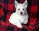 West Highland White Terrier Puppies for sale in Lowell, MA 01851, USA. price: $500