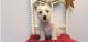 West Highland White Terrier Puppies for sale in New Orleans, LA, USA. price: $600