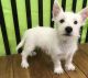 West Highland White Terrier Puppies for sale in Little Rock, AR 72209, USA. price: NA