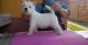 West Highland White Terrier Puppies for sale in Denver, CO 80219, USA. price: $600