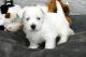 West Highland White Terrier Puppies for sale in Greenville, SC, USA. price: $500