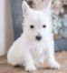 West Highland White Terrier Puppies for sale in Phoenix, AZ 85024, USA. price: $500