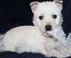 West Highland White Terrier Puppies for sale in Arlington, VA, USA. price: $500