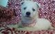 West Highland White Terrier Puppies for sale in Portland, OR 97236, USA. price: NA