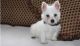 West Highland White Terrier Puppies for sale in Mobile, AL 36641, USA. price: NA