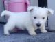 West Highland White Terrier Puppies for sale in Polvadera, NM 87828, USA. price: $500