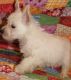 West Highland White Terrier Puppies for sale in Richmond, VA, USA. price: $400