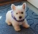 West Highland White Terrier Puppies for sale in Warren, MI, USA. price: $550
