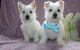 West Highland White Terrier Puppies for sale in Flint, MI, USA. price: $400