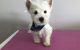West Highland White Terrier Puppies for sale in Denver, CO 80281, USA. price: $400