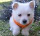 West Highland White Terrier Puppies for sale in Idaho Falls, ID 83402, USA. price: $550