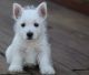 West Highland White Terrier Puppies for sale in Seattle, WA, USA. price: $500