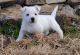 West Highland White Terrier Puppies for sale in Menomonie, WI 54751, USA. price: $600