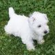West Highland White Terrier Puppies for sale in Raleigh, NC 27676, USA. price: NA