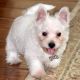 West Highland White Terrier Puppies for sale in Brattleboro, VT 05301, USA. price: $500
