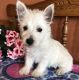 West Highland White Terrier Puppies for sale in Phoenix, AZ 85069, USA. price: $400