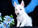 West Highland White Terrier Puppies for sale in Cincinnati, OH, USA. price: $400