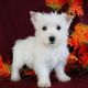 West Highland White Terrier Puppies for sale in Austin, TX, USA. price: $500