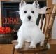 West Highland White Terrier Puppies for sale in Columbia, SC 29226, USA. price: $500
