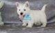 West Highland White Terrier Puppies for sale in Galliano, LA 70354, USA. price: $500