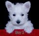West Highland White Terrier Puppies for sale in Charleston, SC, USA. price: $500