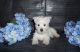West Highland White Terrier Puppies for sale in Bethesda, MD, USA. price: $500
