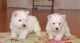 West Highland White Terrier Puppies for sale in Mound, MN 55364, USA. price: NA