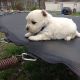 West Highland White Terrier Puppies for sale in Dundas, IL 62425, USA. price: $400