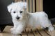 West Highland White Terrier Puppies for sale in Glendale, AZ, USA. price: $500