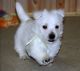 West Highland White Terrier Puppies for sale in Harpersville, AL, USA. price: $600